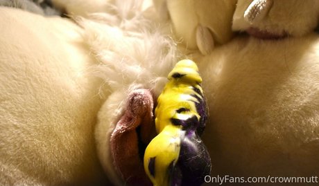 Foto di nudo di fuga di OnlyFans di Crownmutt