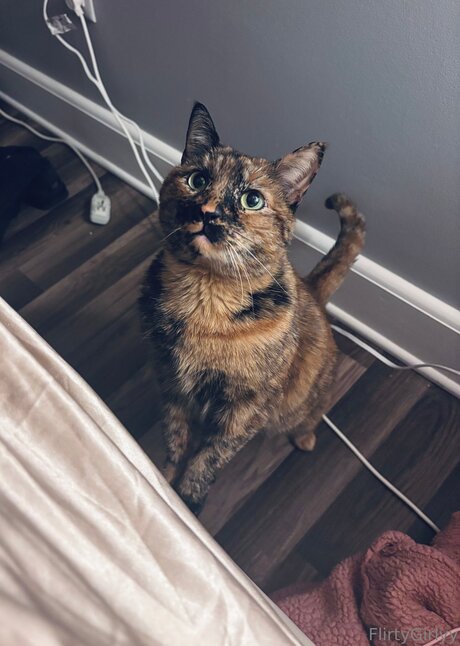 Foto di nudo di fuga di OnlyFans di Bellathecat