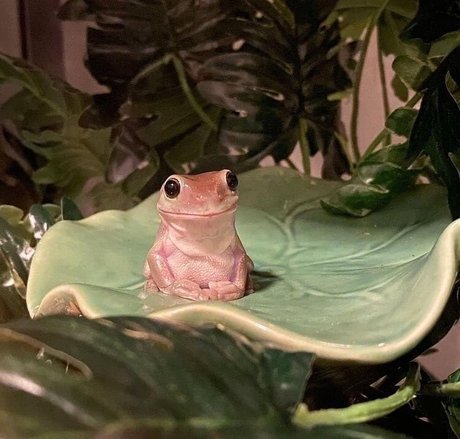 Queen Maru 