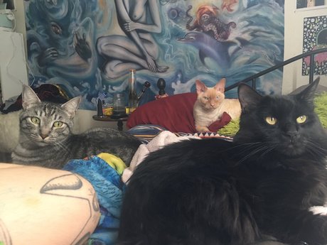 Foto di nudo di fuga di OnlyFans di Jiggy Cat Tribe Asmr