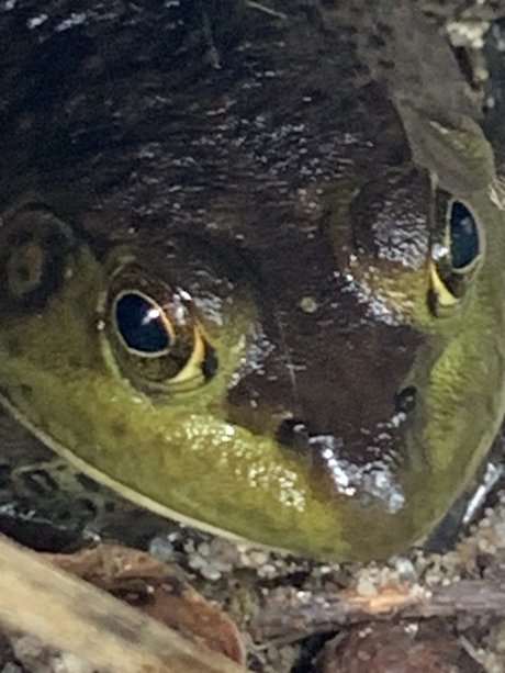 Foto di nudo di fuga di OnlyFans di Onlyfrogs