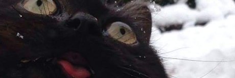 Mrkittymeyers