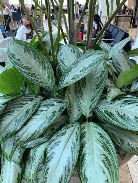 Only Plants