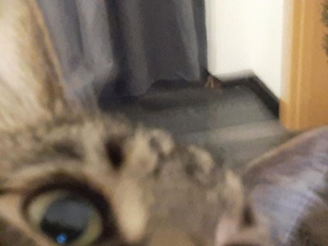 Foto di nudo di fuga di OnlyFans di Onlycats