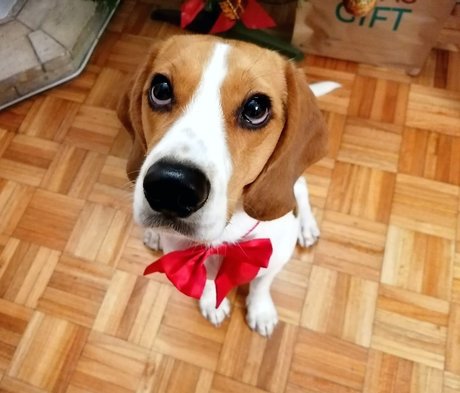 Foto di nudo di fuga di OnlyFans di Pipas The Beagle