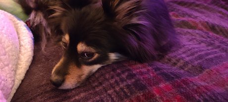 Pomsky Mom
