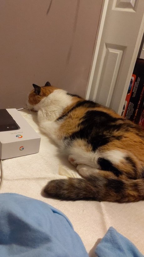 Foto di nudo di fuga di OnlyFans di Chillingwithcats