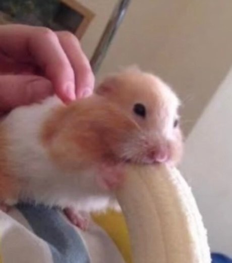 Foto di nudo di fuga di OnlyFans di Dentari