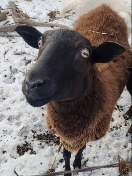 Foto di nudo di fuga di OnlyFans di Virtual Petting Zoo