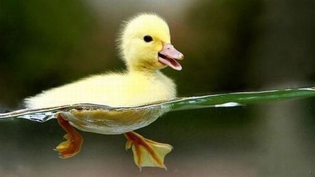 Foto di nudo di fuga di OnlyFans di Quacks
