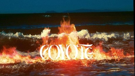 C O Y O T E