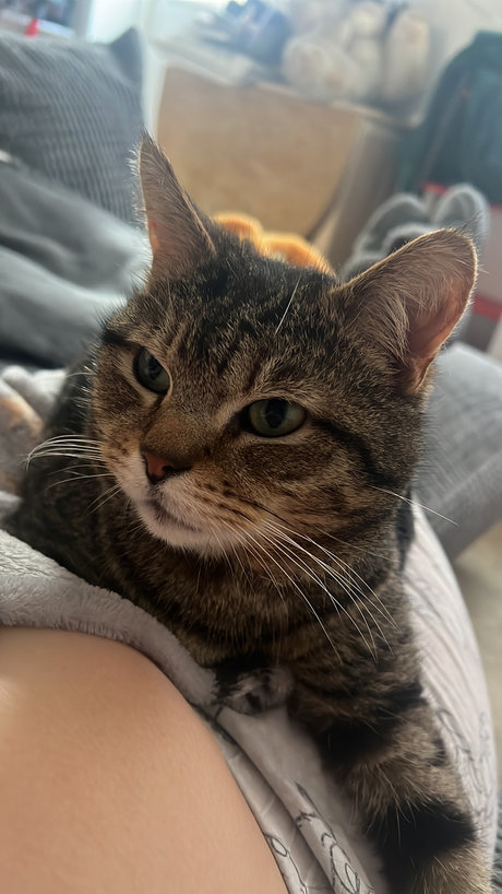 Redhairedkitten