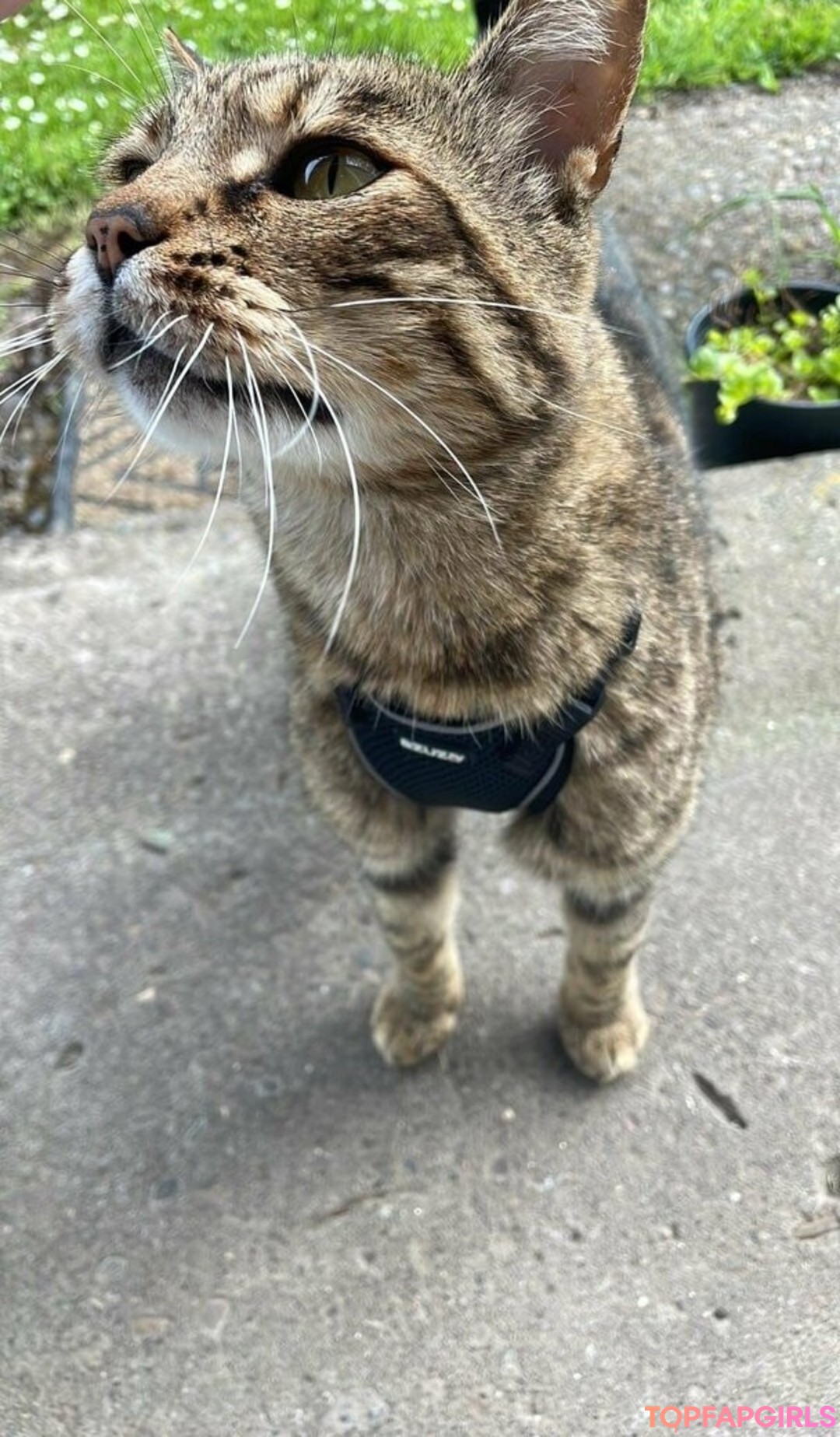 Foto di nudo di fuga di OnlyFans di Lilpinkalien #1494