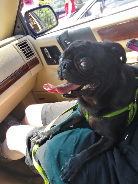 Pug N Company