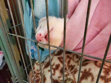 Foto di nudo di fuga di OnlyFans di Ferret Fuzz Butts