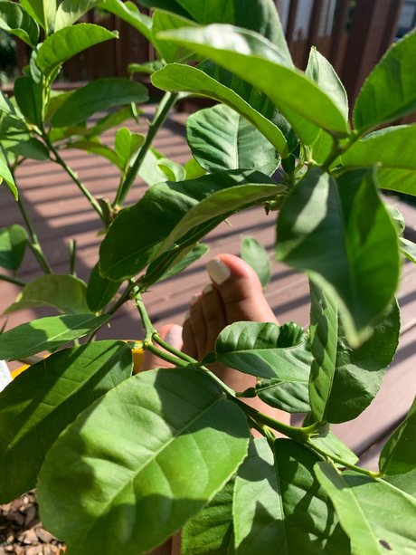 Foto di nudo di fuga di OnlyFans di Lyn Red