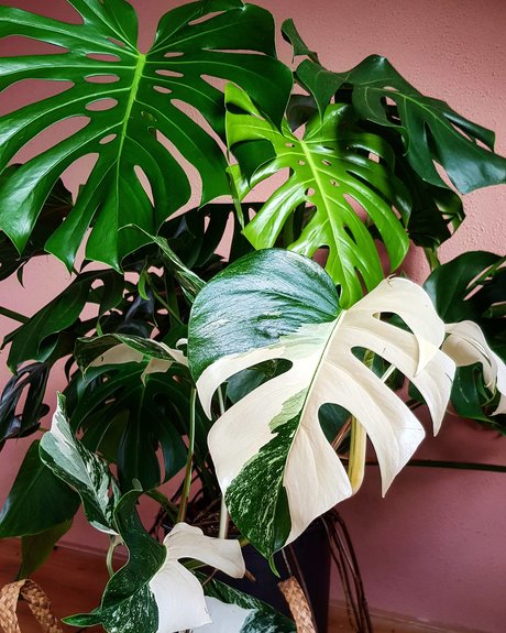 Foto di nudo di fuga di OnlyFans di Monstera Mania