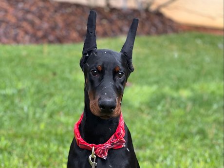 Knoxampampbear