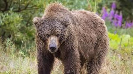 Foto di nudo di fuga di OnlyFans di Yung Bear