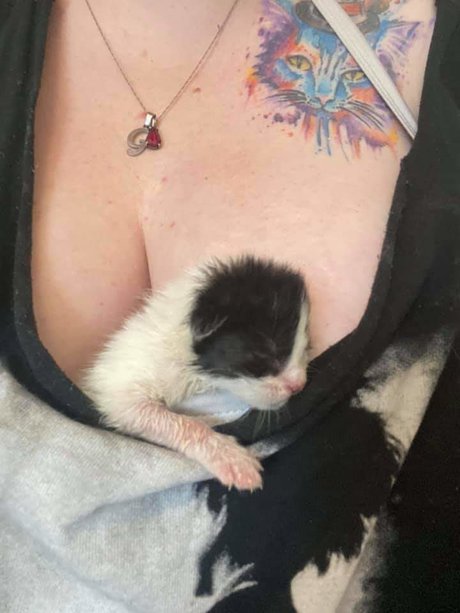 Foto di nudo di fuga di OnlyFans di Kitties On Titties