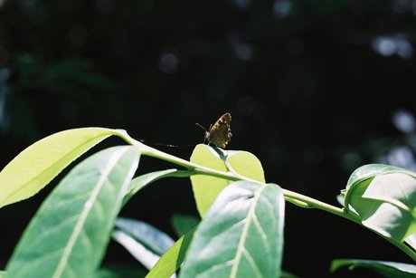 Nymph Feet