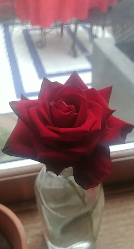 Foto di nudo di fuga di OnlyFans di Rose