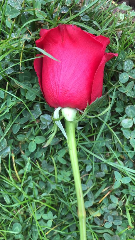 Foto di nudo di fuga di OnlyFans di Luna