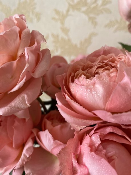 Foto di nudo di fuga di OnlyFans di Ro