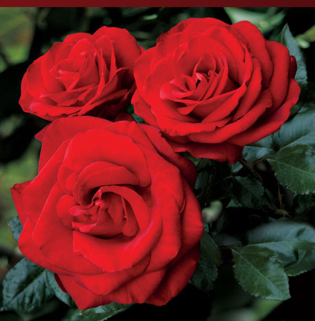 Foto di nudo di fuga di OnlyFans di Rose Mystik