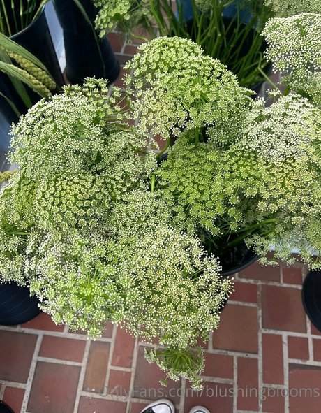 Blushingblooms