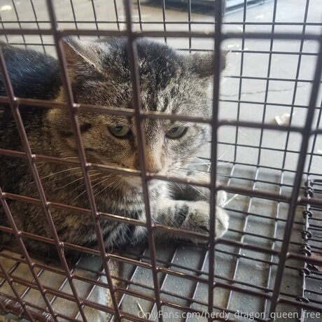 Nerdy Dragon Queen Free