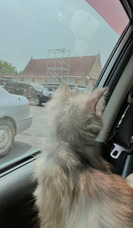 Bibbob
