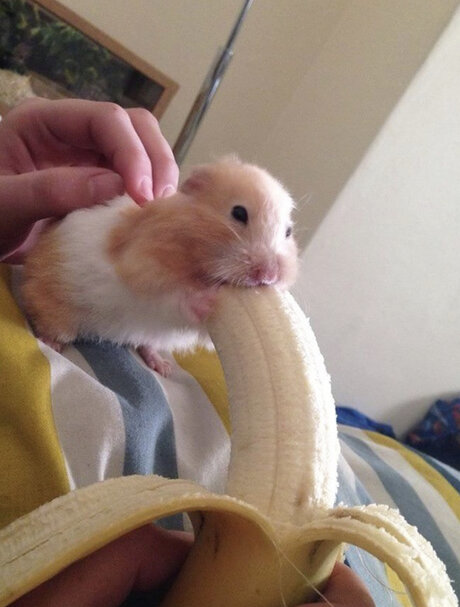 Foto di nudo di fuga di OnlyFans di Tiny Ampamp Thicc With A Big Attitude