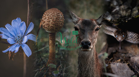 Wild Optics