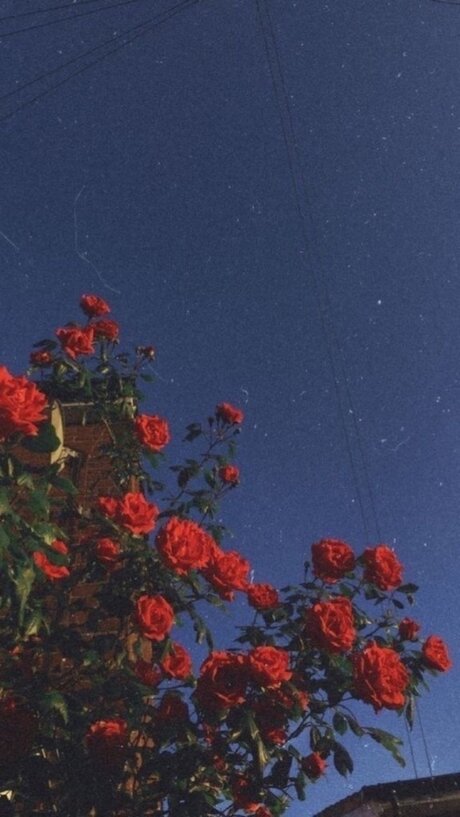 Foto di nudo di fuga di OnlyFans di Rose