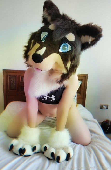 Naughtycolliead