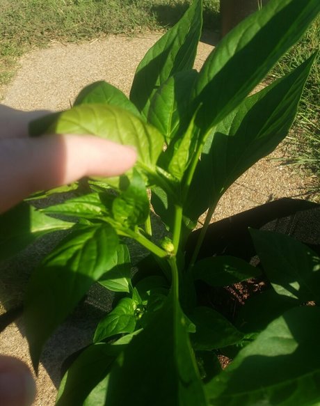 Foto di nudo di fuga di OnlyFans di Veronikaplants