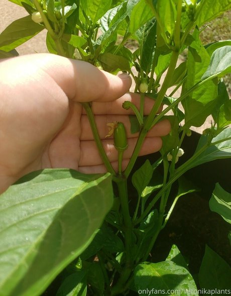 Veronikaplants
