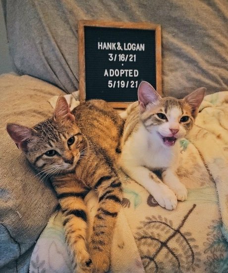 Fosterkittendad