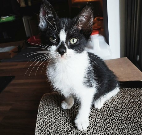 Fosterkittendad