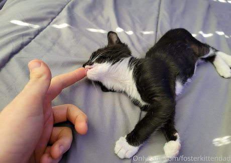 Fosterkittendad