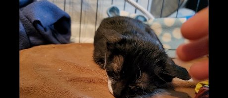 Fosterkittendad