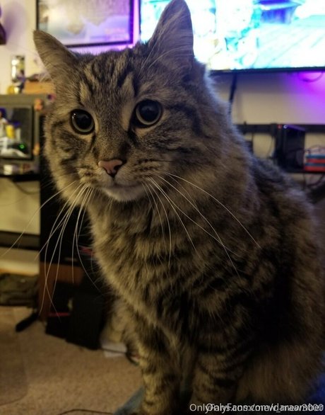 Daraamber