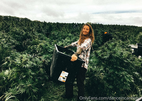 Foto di nudo di fuga di OnlyFans di Danceincannabis