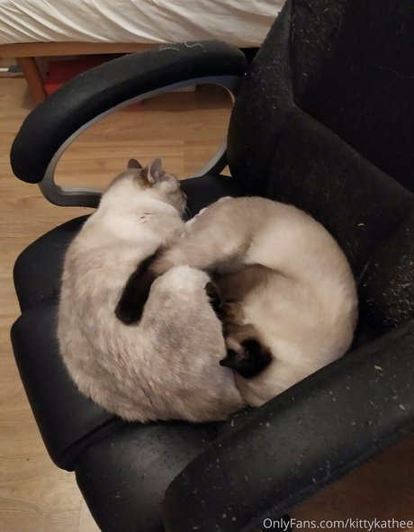 Kittykathee